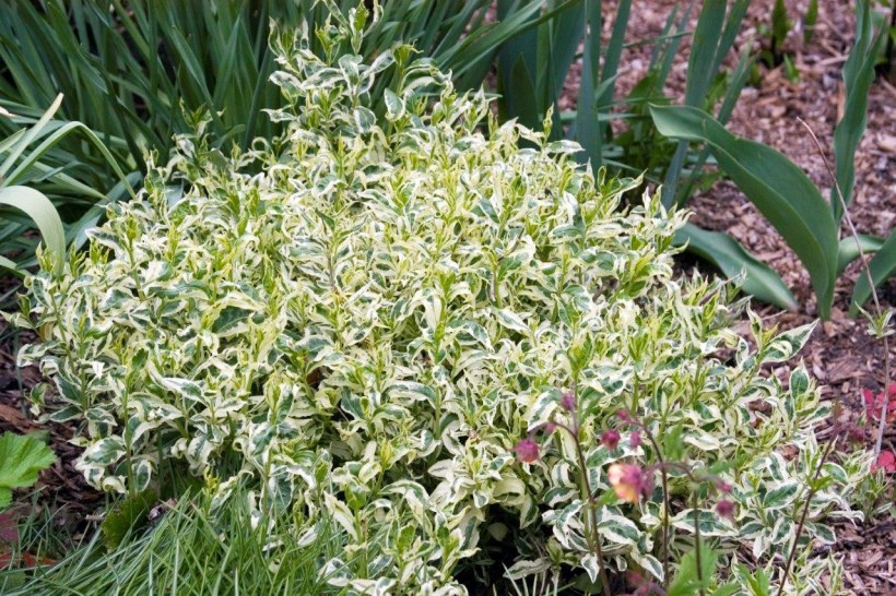 Диервилла сидячелистная cool Splash