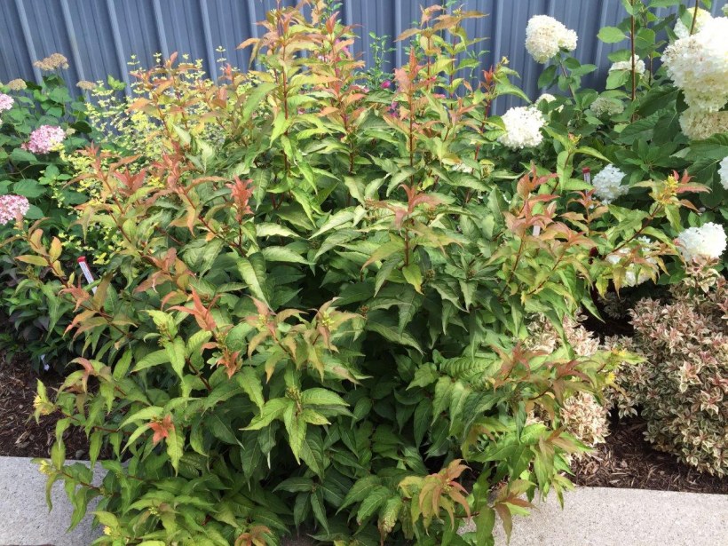 Диервилла Ручейная Кодиак ред