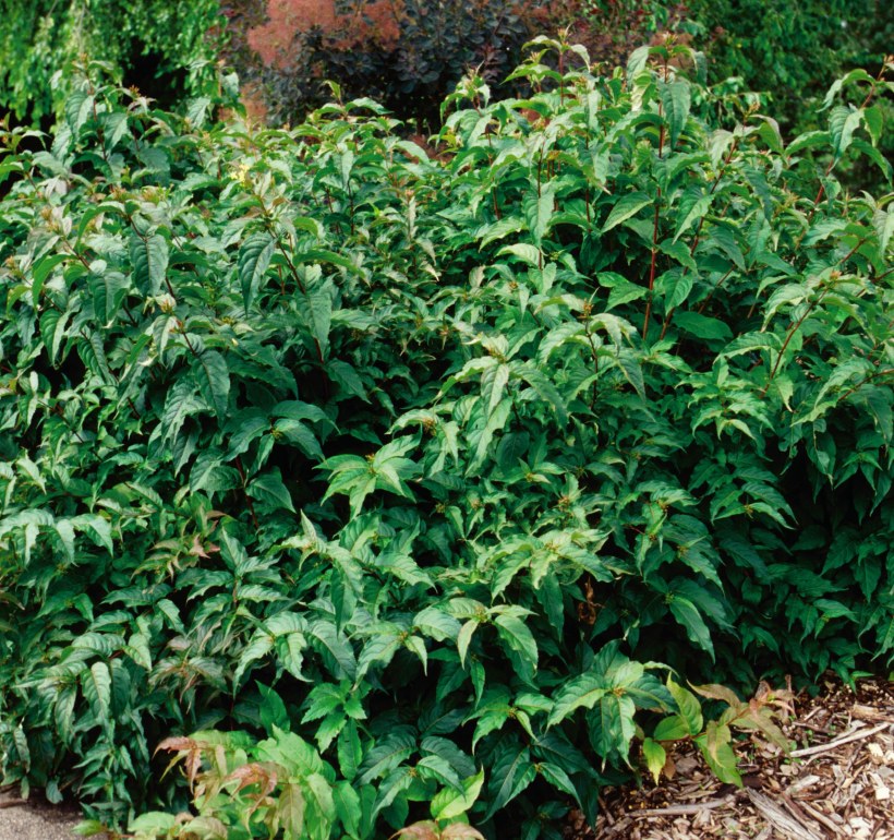 Diervilla Lonicera 'Dilon'