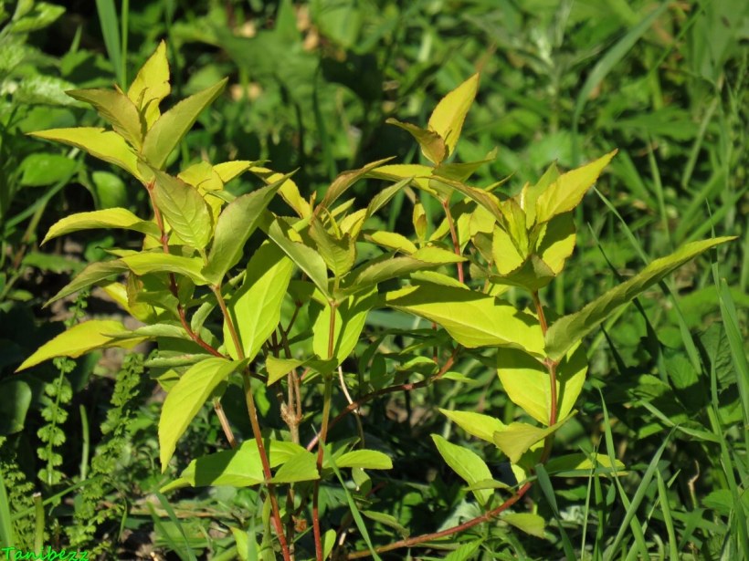 Диервилла Ханиби