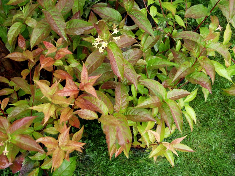 Диервилла блестящая дива