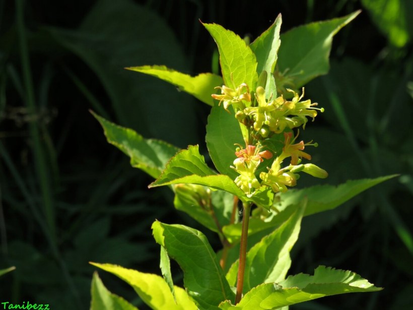 Диервилла Ханиби Ручейная