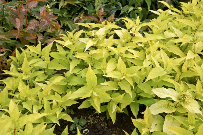 Диервилла Ханиби