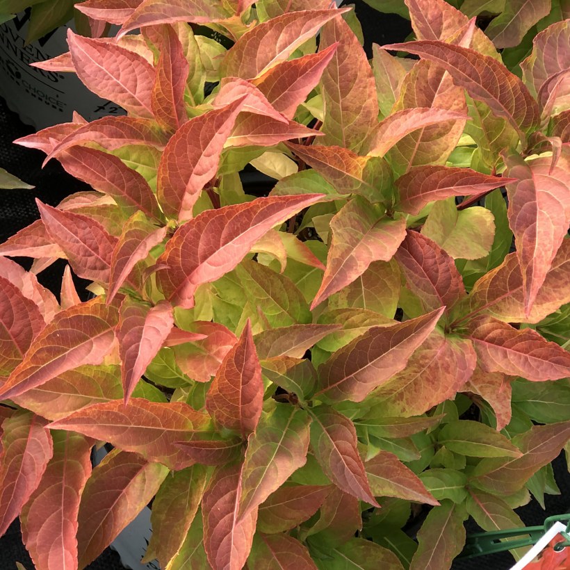 Диервилла бьютифул