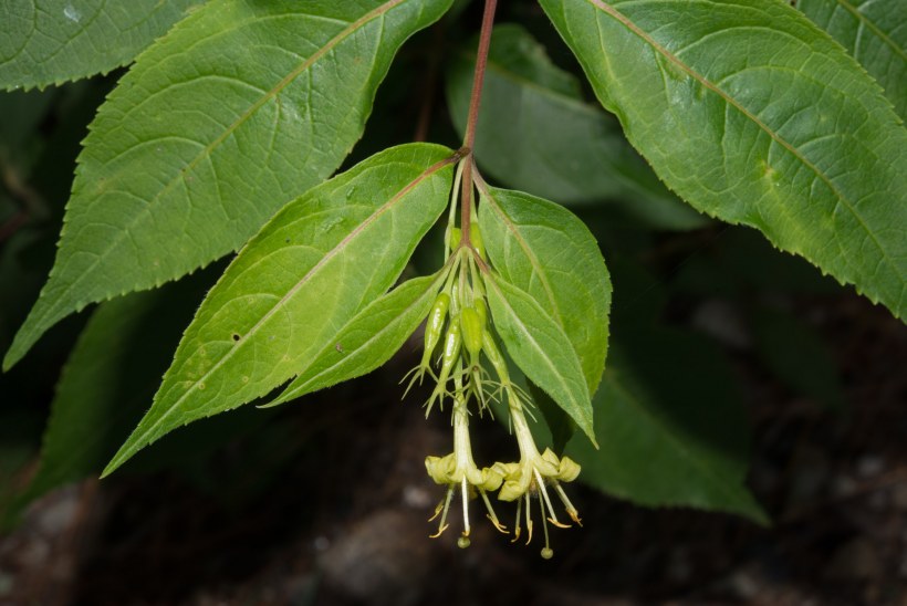 Diervilla Lonicera 'Dilon'