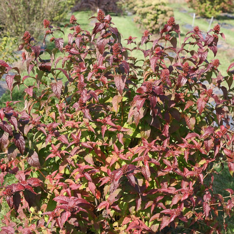 Диервилла Ручейная Троя Блэк