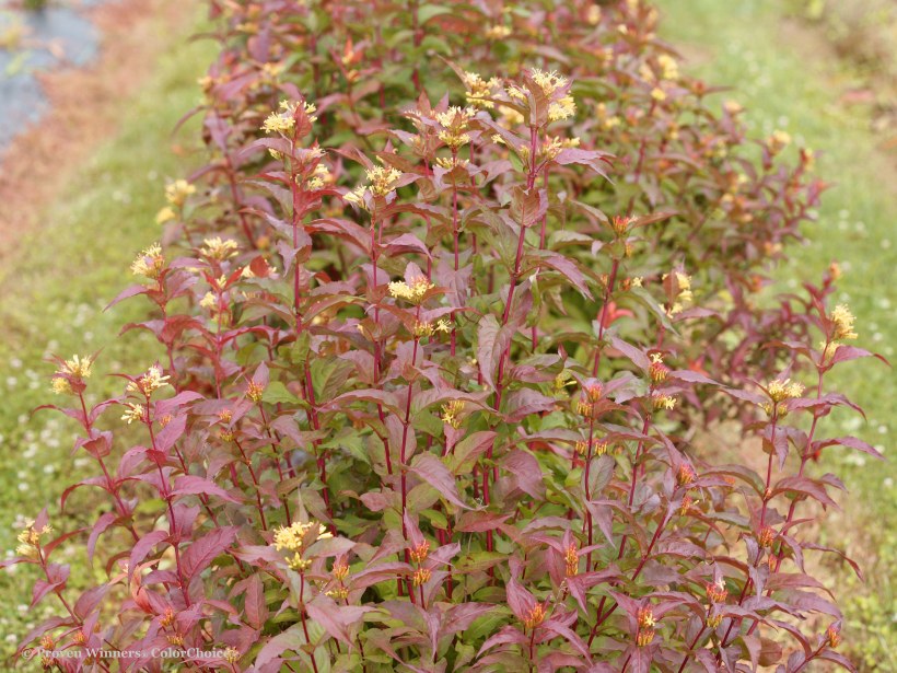 Диервилла Ручейная Кодиак ред