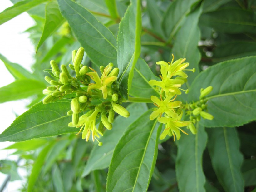 Диервилла сидячелистная Баттерфляй