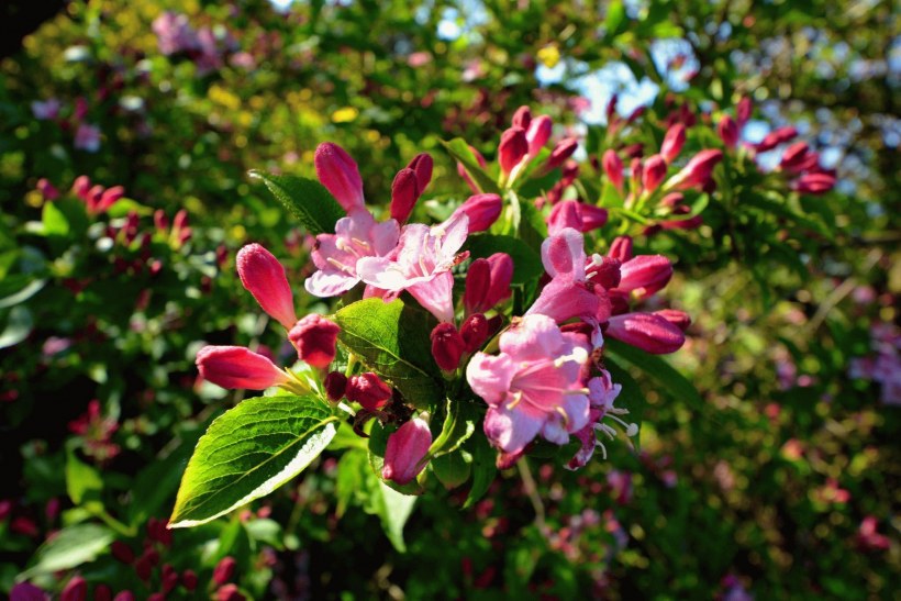 Диервилла кустарник