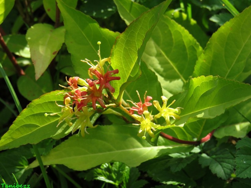 Диервилла сидячелистная