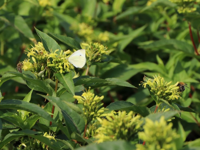 Диервилла Приречная