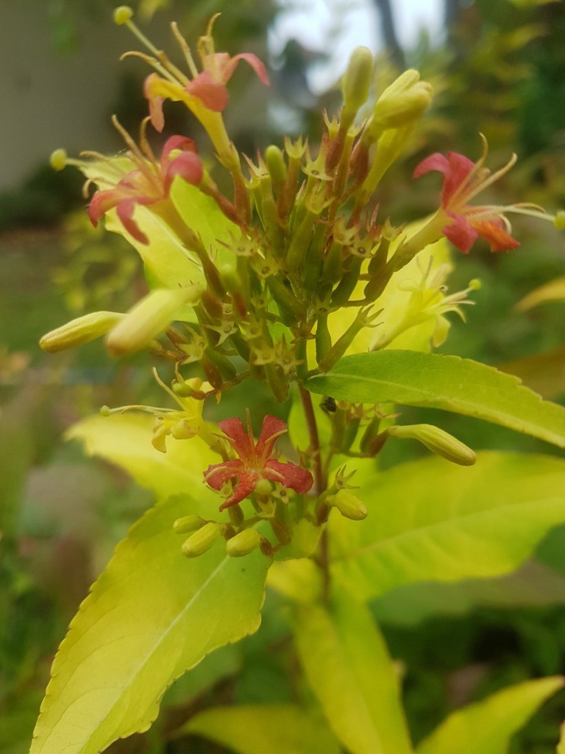 Диервилла сидячелистная