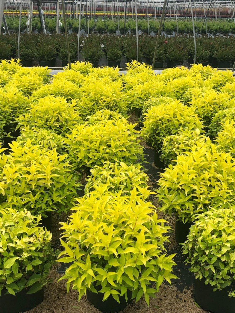 Диервилла Хонейби