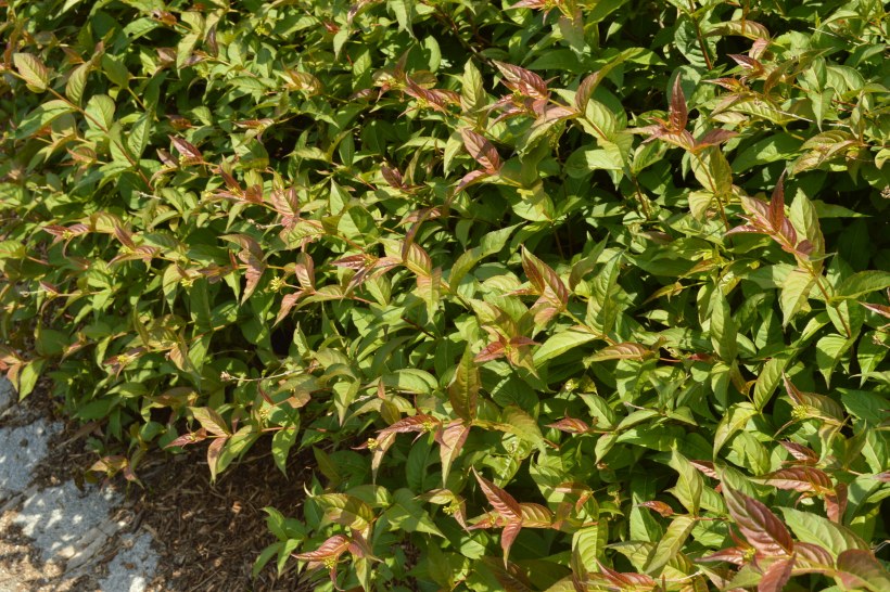 Диервилла сидячелистная