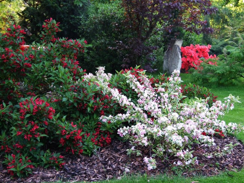 Гортензия вейгела