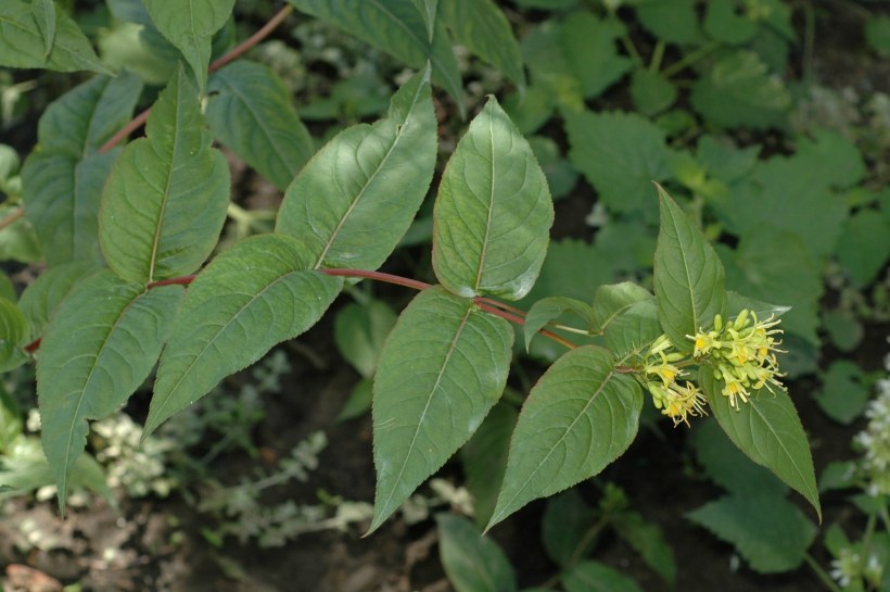 Диервилла Ручейная