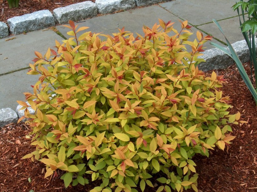 Спирея японская Голдфлейм