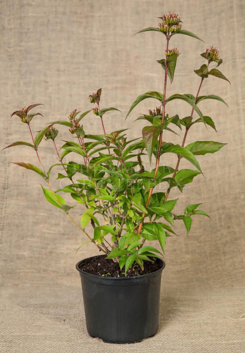 Диервилла Ручейная, Diervilla rivularis