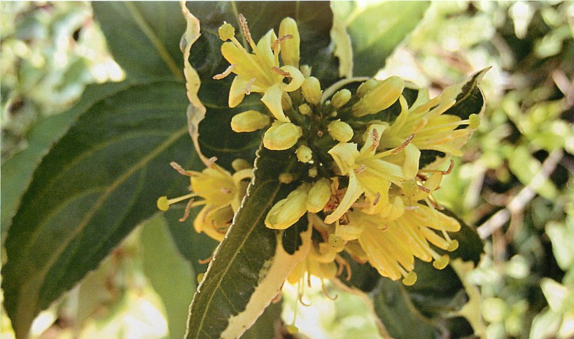 Диервилла Ручейная "дива"