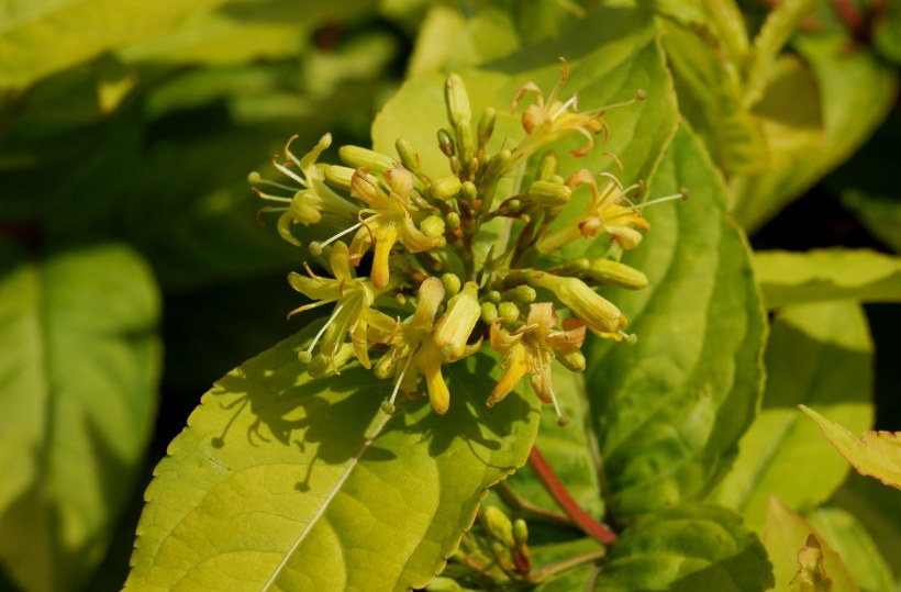 Диервилла Приречная