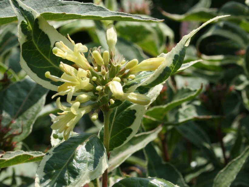 Диервилла cool Splash