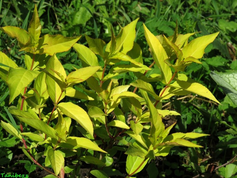 Диервилла Ханиби