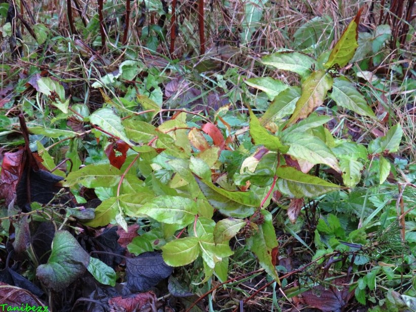 Диервилла Приречная