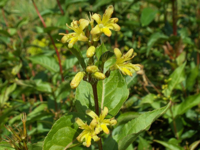 Диервилла Ручейная (ла