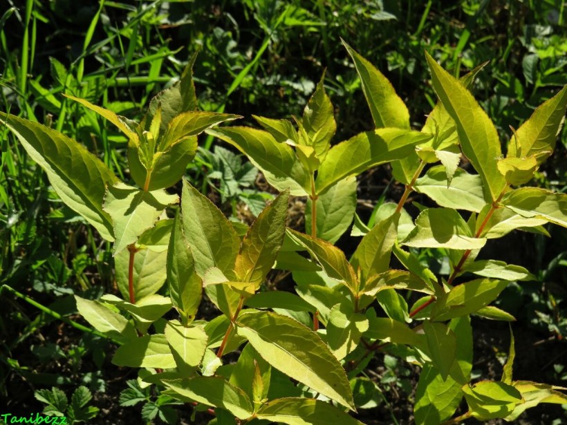 Диервилла Ханиби