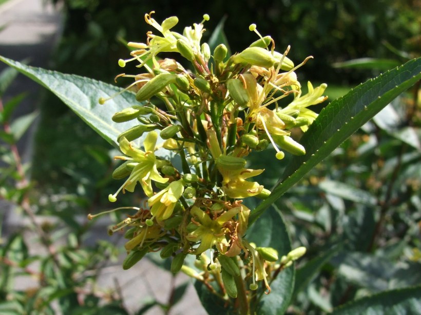 Диервилла сидячелистная