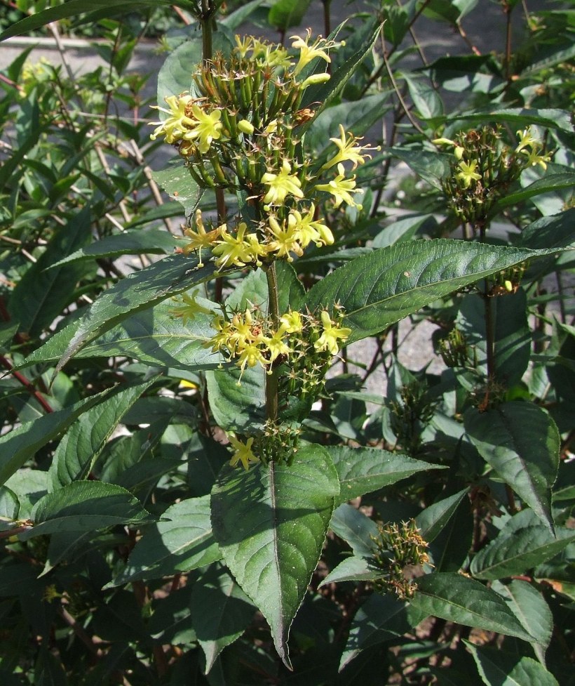 Диервилла сидячелистная