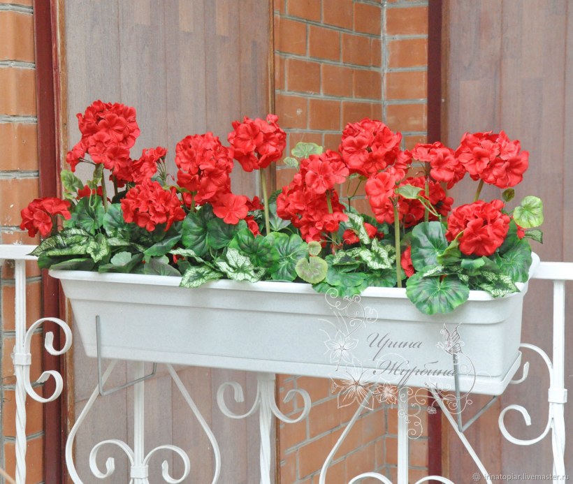 Пеларгония в кашпо