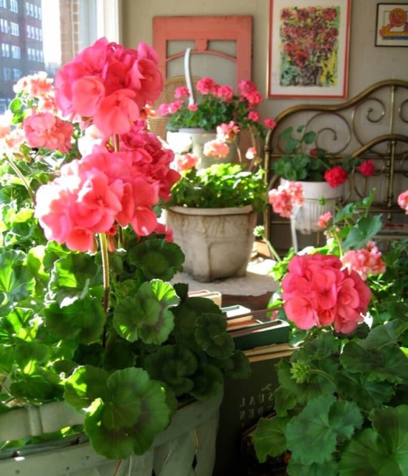 Пеларгония цветение