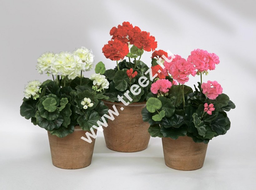 Джеральд Купер герань