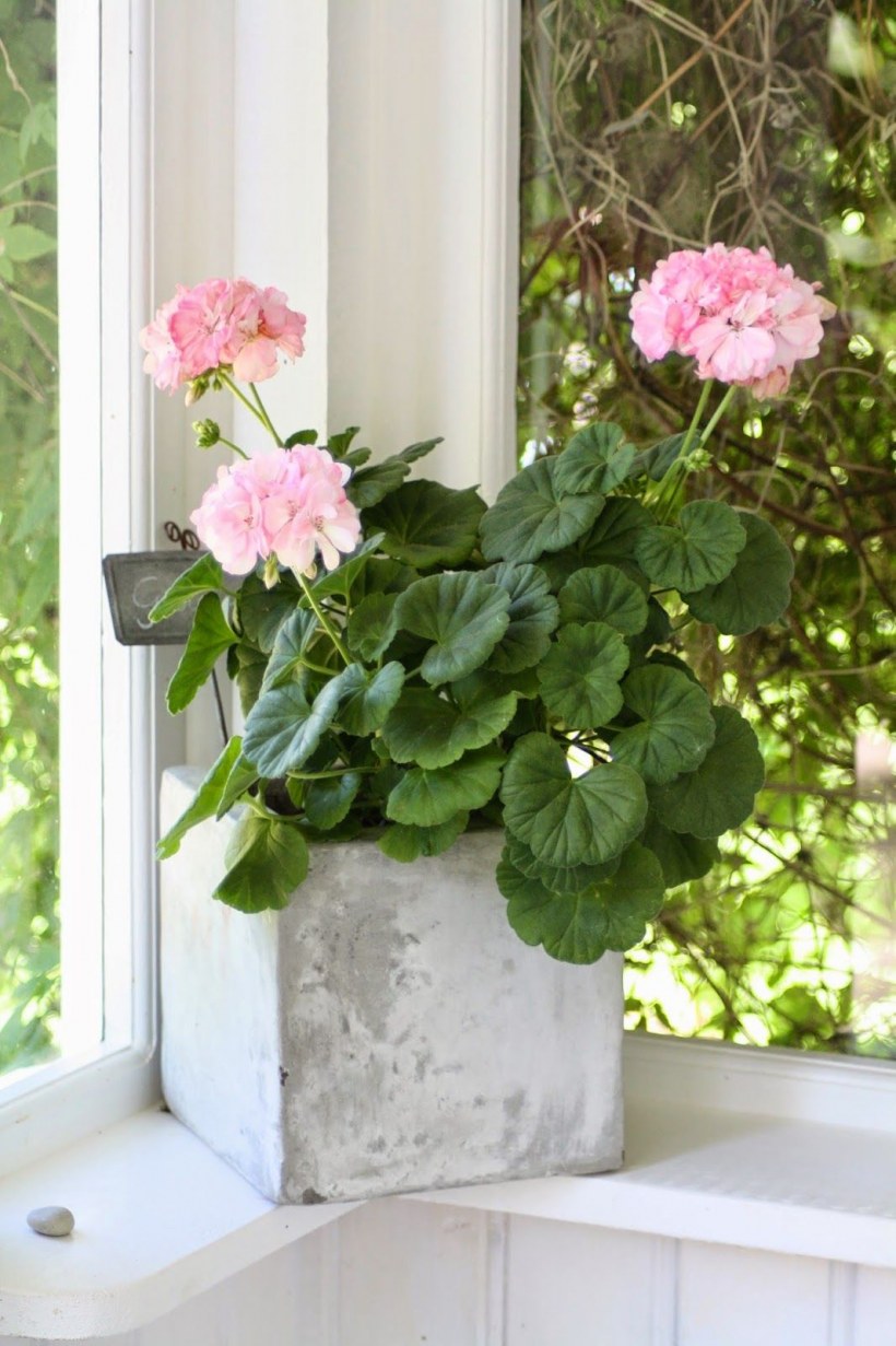 Герань в интерьере квартиры