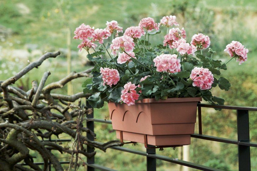 Пеларгония балконная