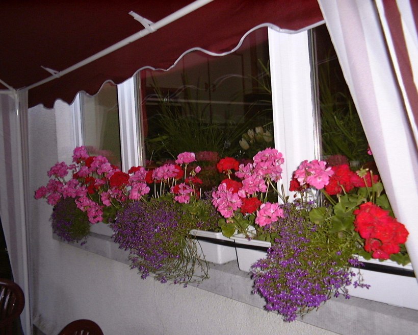 Пеларгония герань зональная