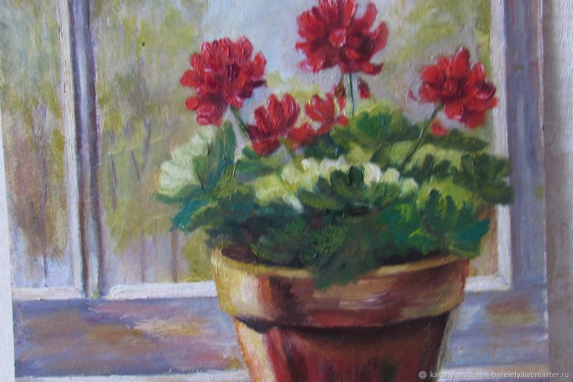 Пеларгония в горшке