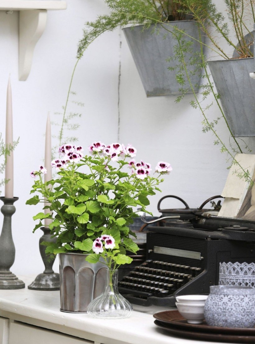 Герань в большом горшке