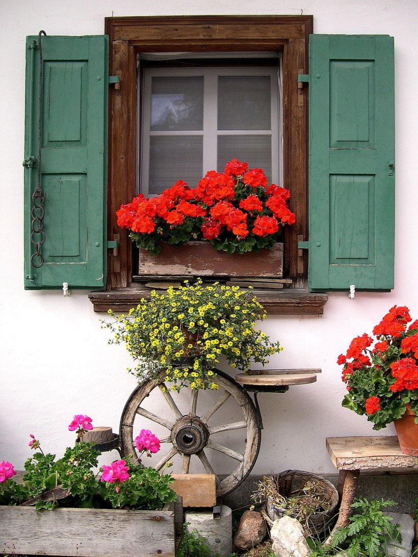 Контейнерное Озеленение пеларгония