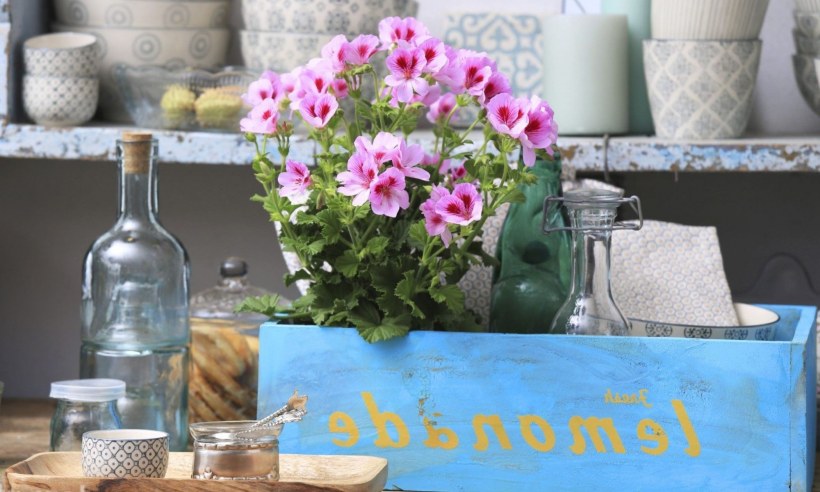 Герань комнатная белая