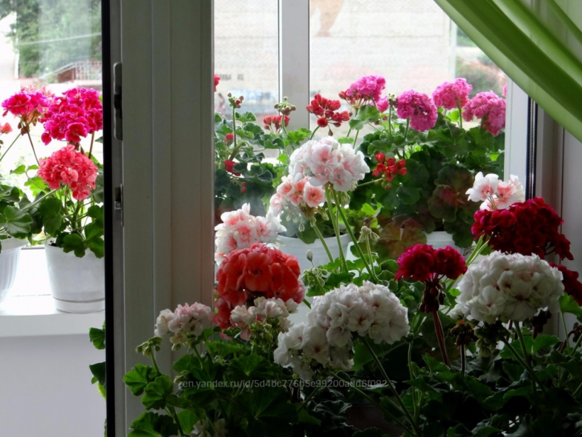 Герань в интерьере