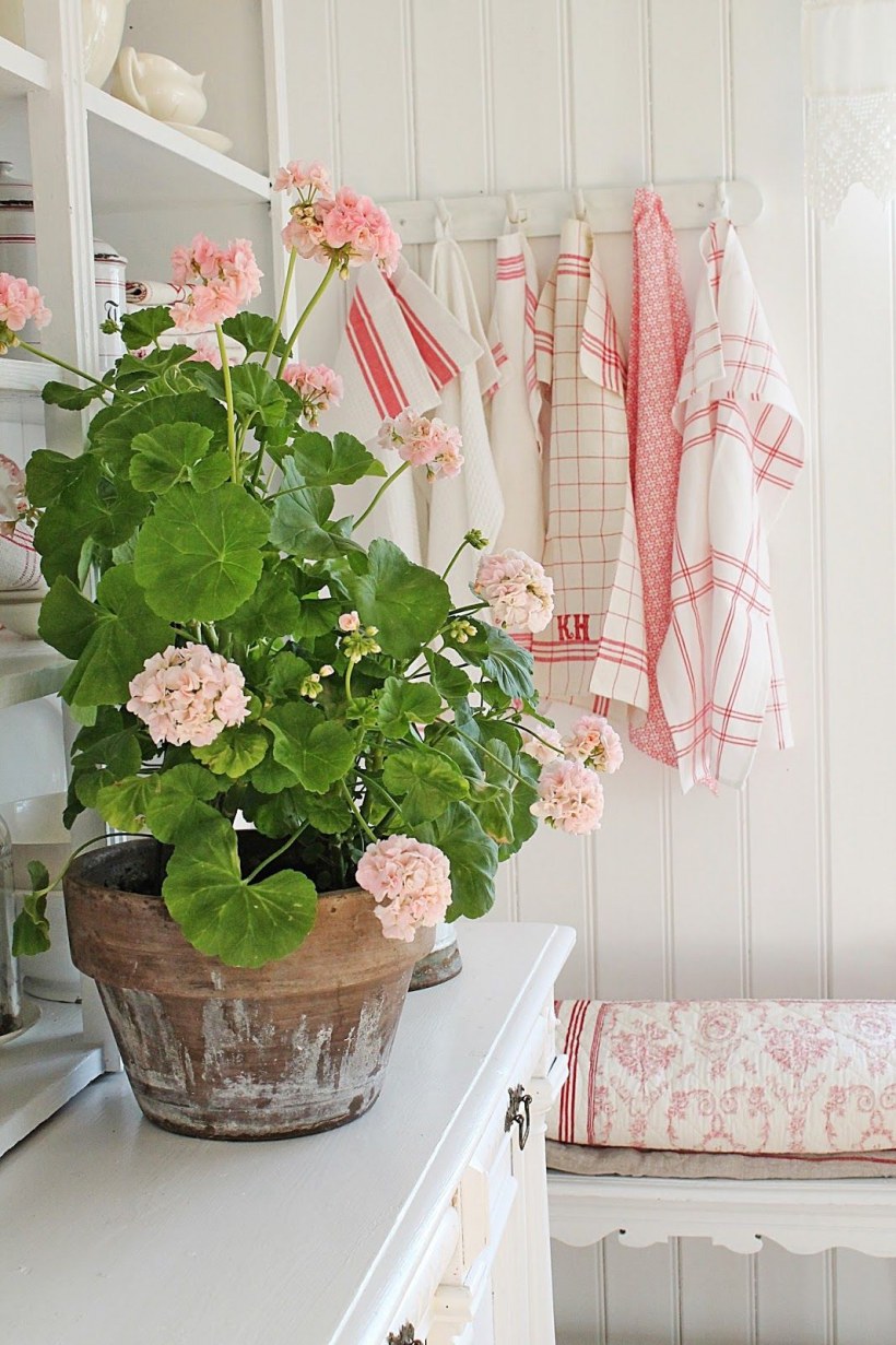 Герань в интерьере квартиры