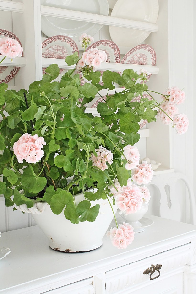 Белая герань в интерьере