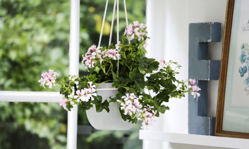 Герань на балконе