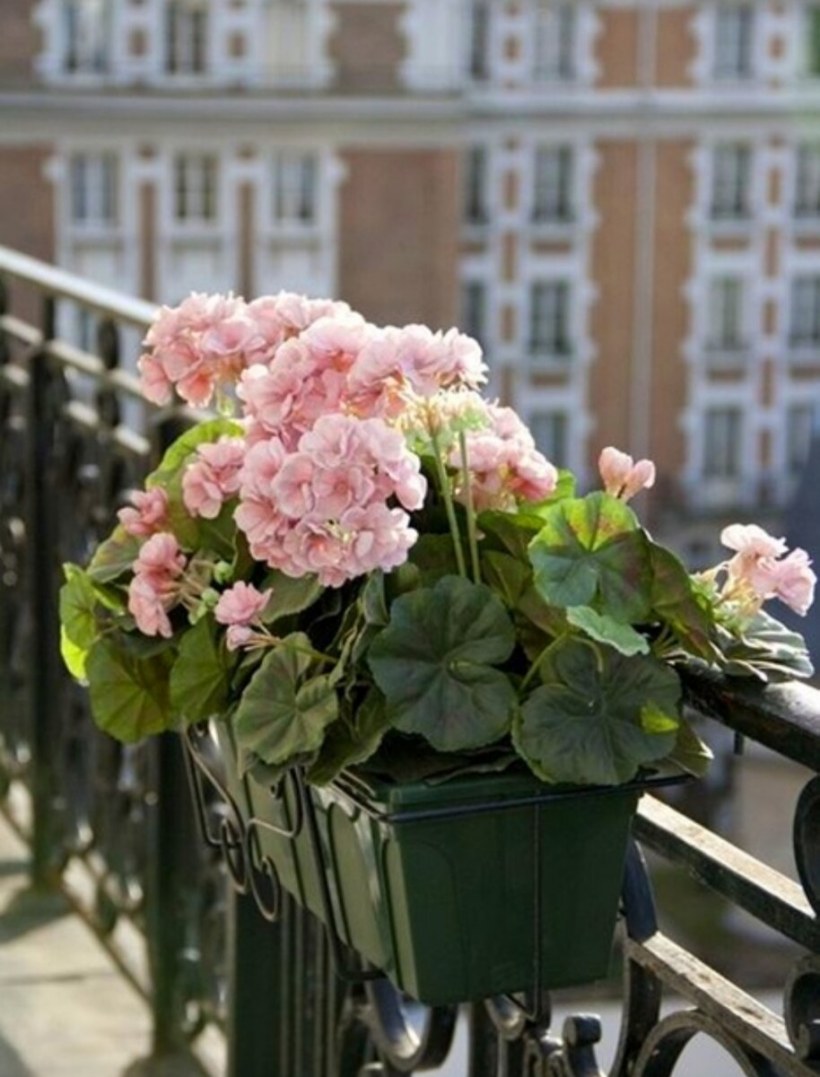 Герань на подоконнике