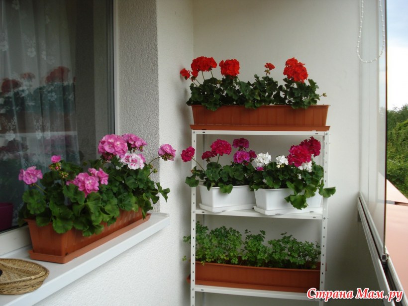 Герань ампельная на подоконнике