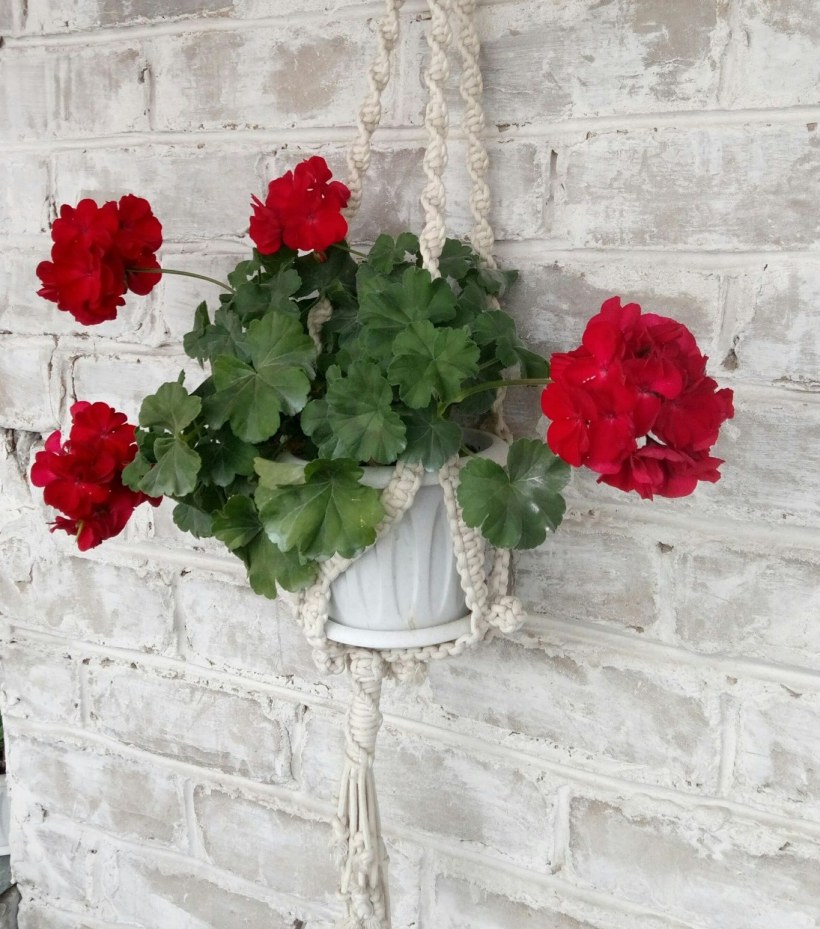 Герань в интерьере квартиры фото