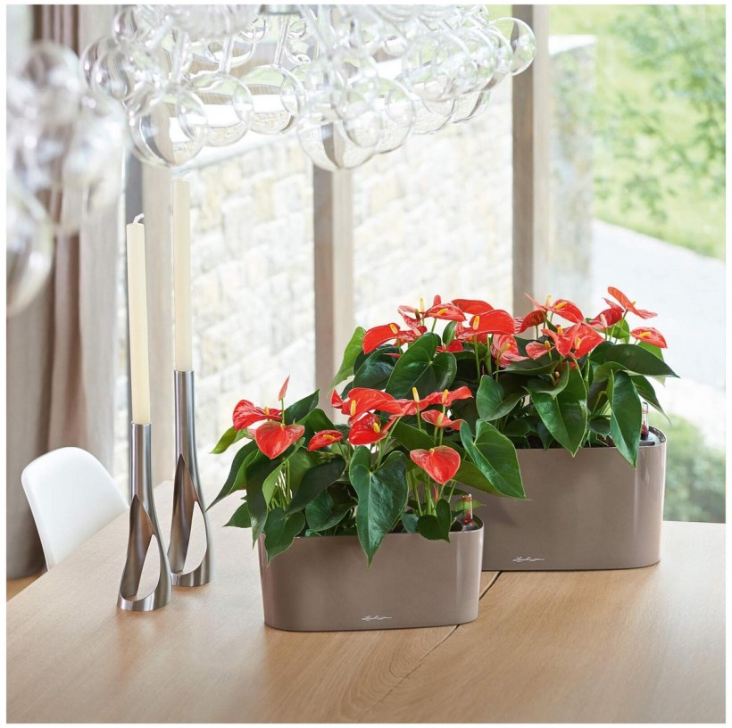 Масло герани