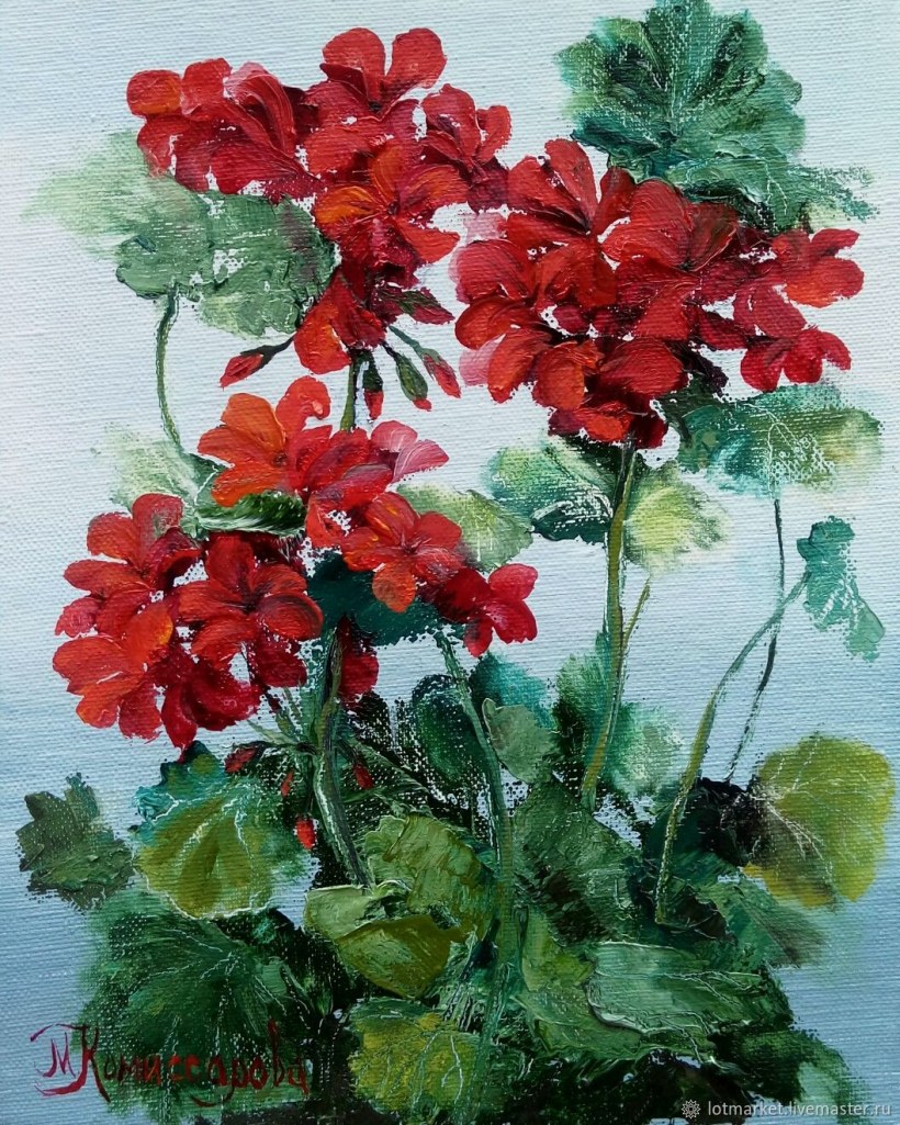 Пеларгония Sweet Dreams